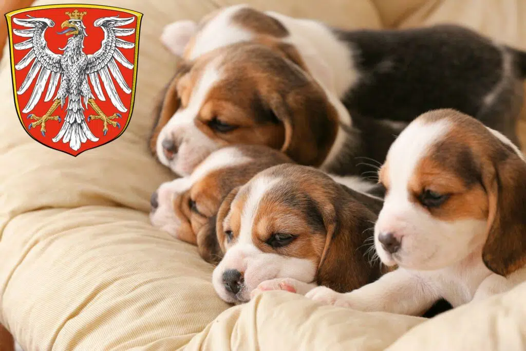 Beagle Züchter mit Welpen Frankfurt am Main, Hessen