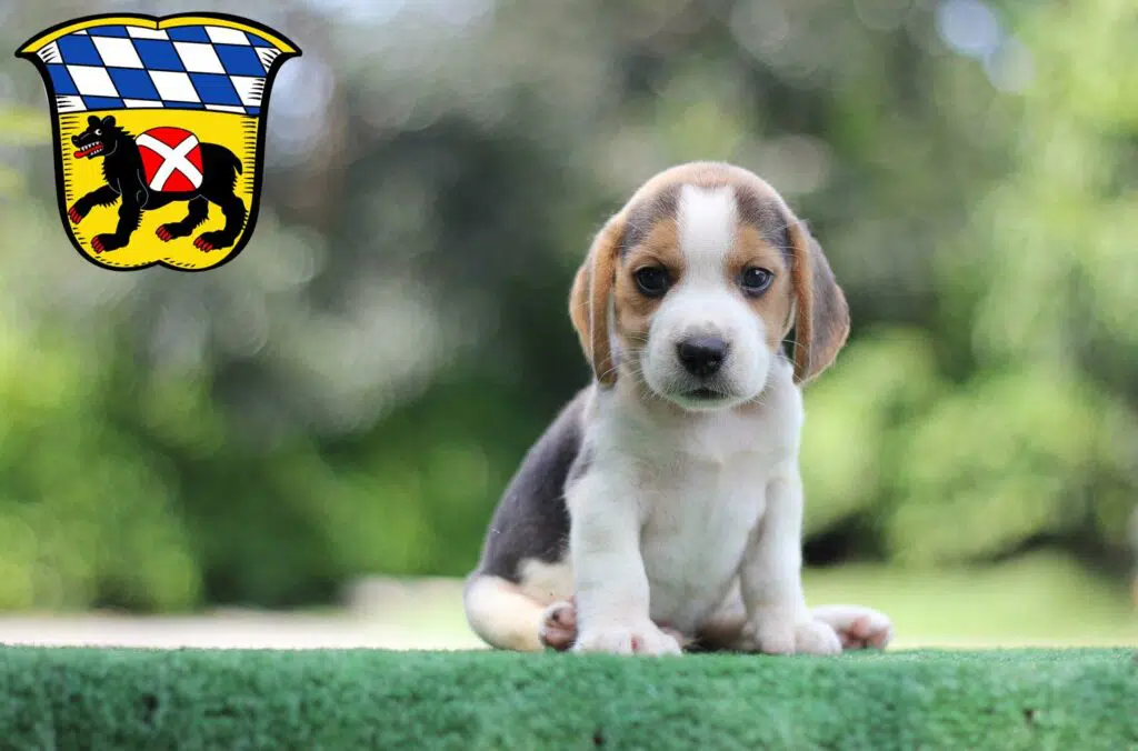 Beagle Züchter mit Welpen Freising, Bayern