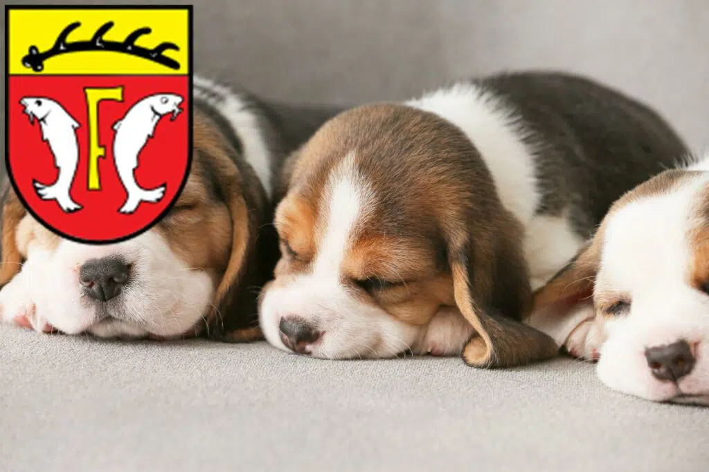 Beagle Züchter mit Welpen Freudenstadt, Baden-Württemberg