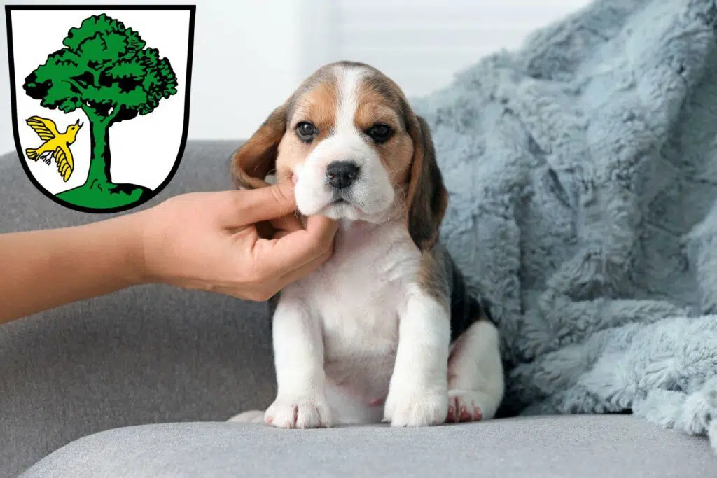 Beagle Züchter mit Welpen Freyung, Bayern