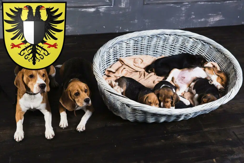 Beagle Züchter mit Welpen Friedberg (Hessen), Hessen