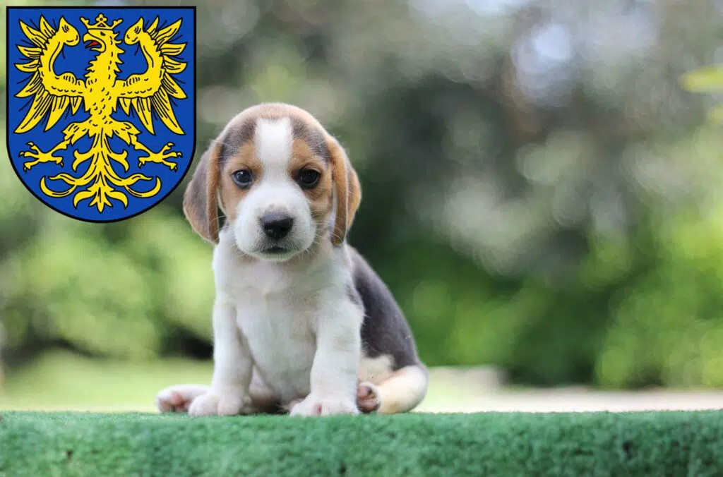 Beagle Züchter mit Welpen Germersheim, Rheinland-Pfalz