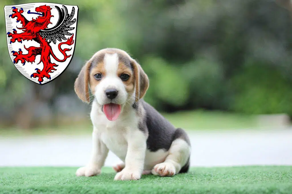 Beagle Züchter mit Welpen Gießen, Hessen