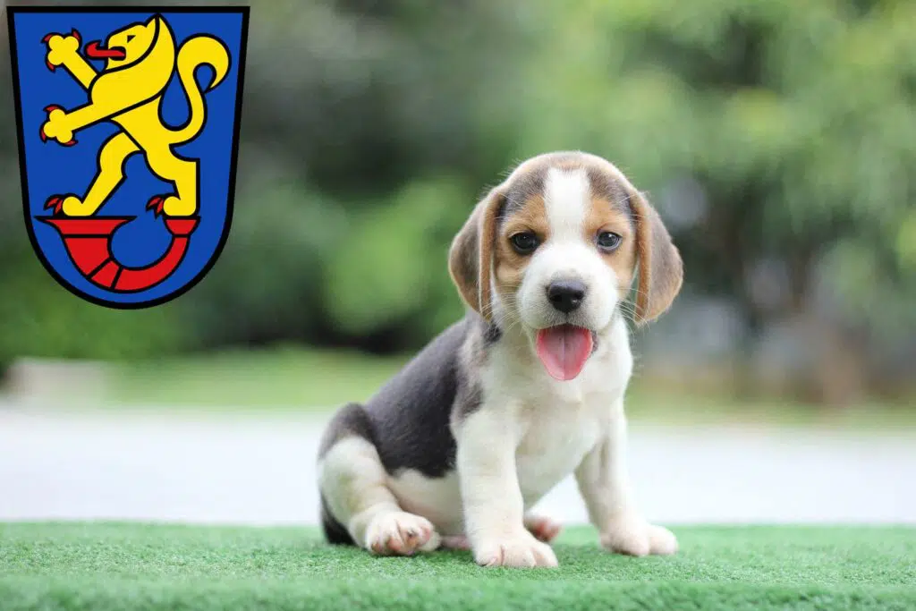 Beagle Züchter mit Welpen Gifhorn, Niedersachsen