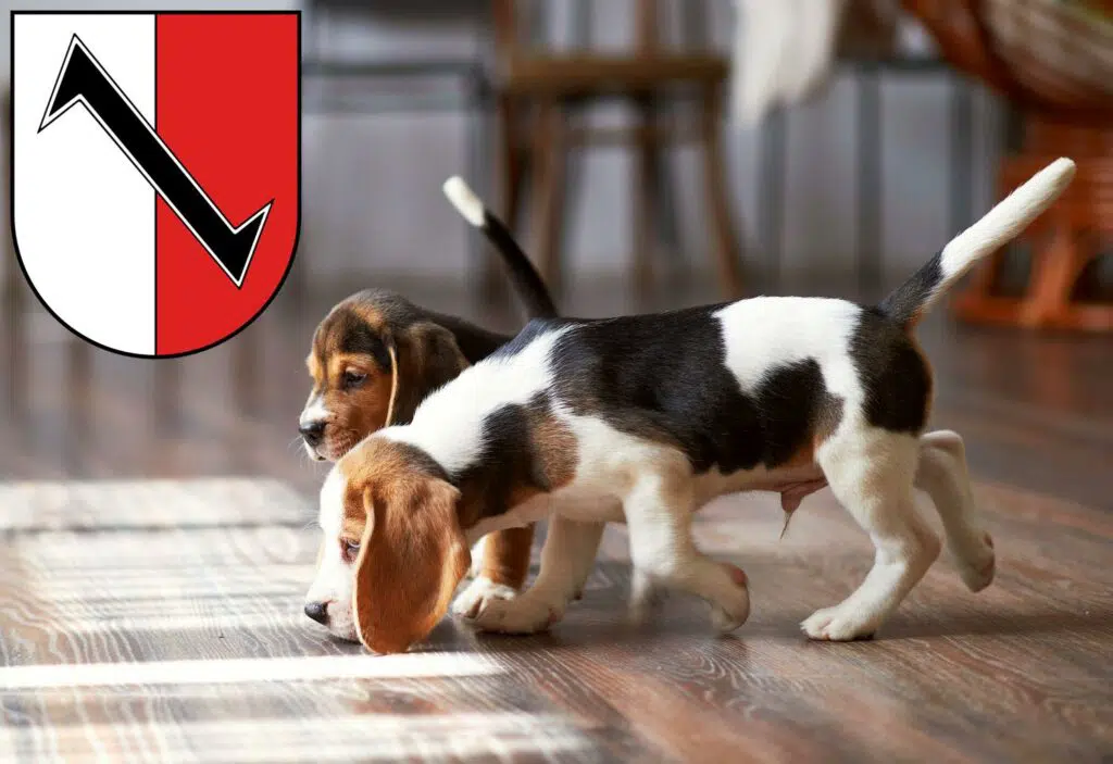 Beagle Züchter mit Welpen Halberstadt, Sachsen-Anhalt