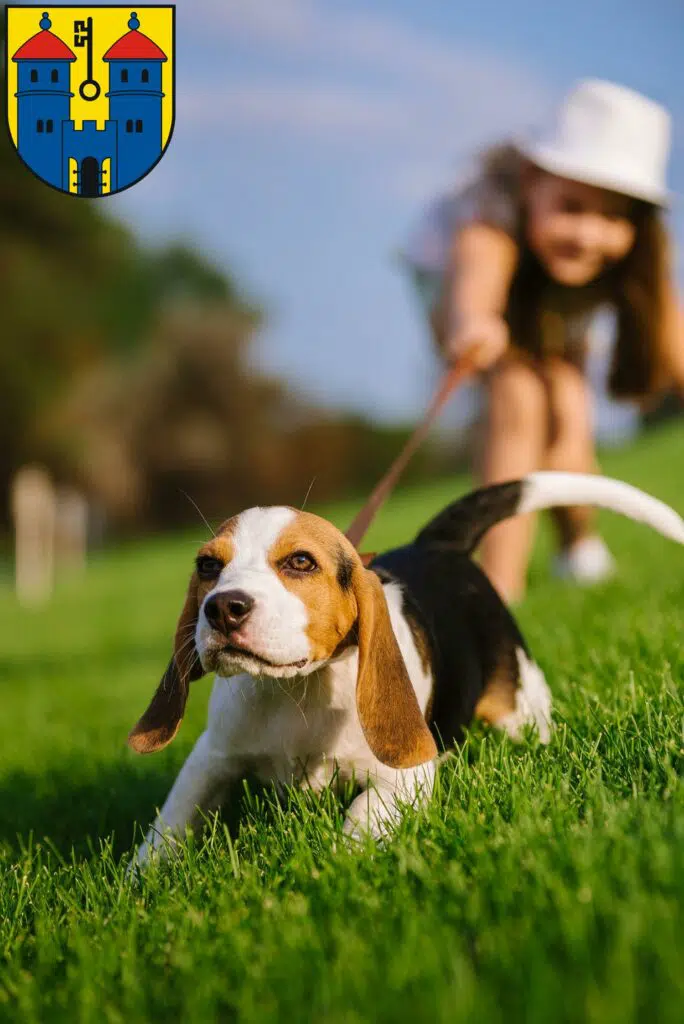 Beagle Züchter mit Welpen Haldensleben, Sachsen-Anhalt