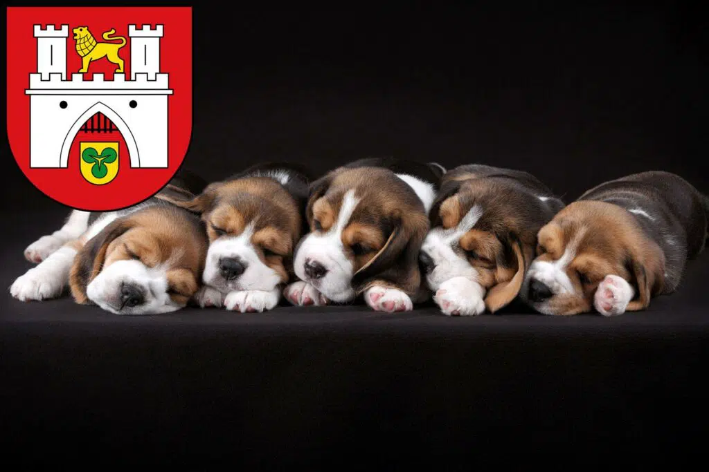 Beagle Züchter mit Welpen Hannover, Niedersachsen