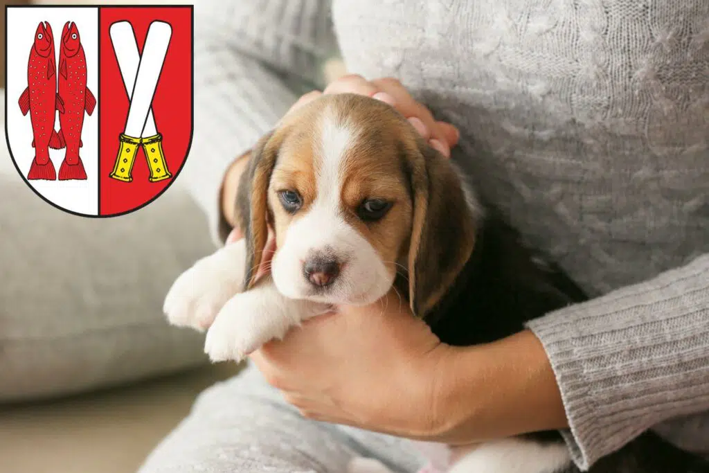 Beagle Züchter mit Welpen Harz, Sachsen-Anhalt