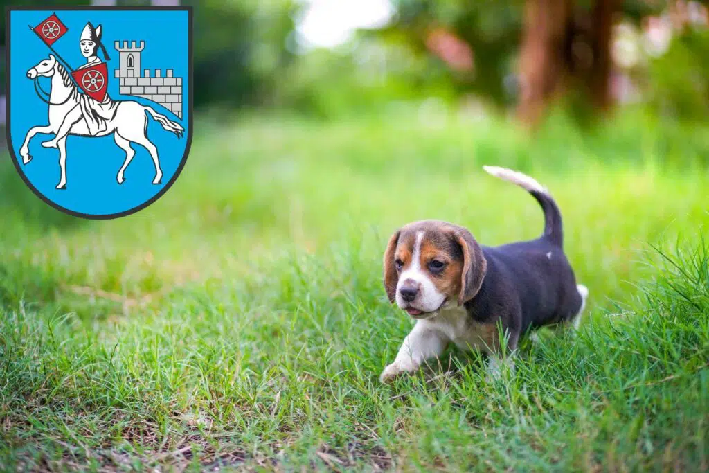 Beagle Züchter mit Welpen Heilbad Heiligenstadt, Thüringen