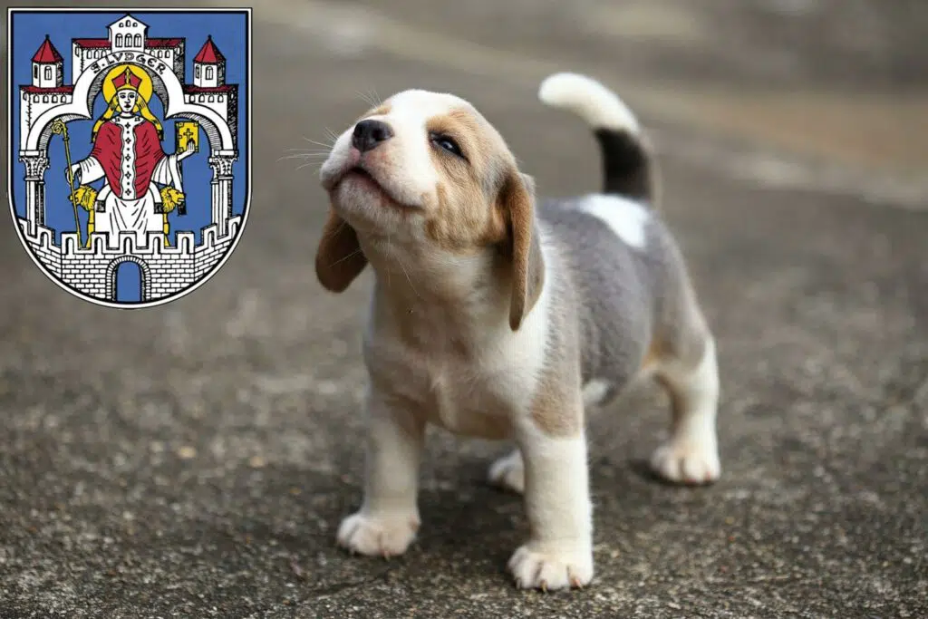 Beagle Züchter mit Welpen Helmstedt, Niedersachsen