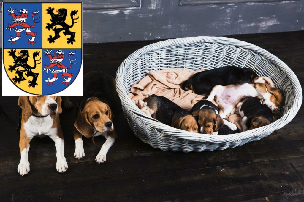 Beagle Züchter mit Welpen Hildburghausen, Thüringen