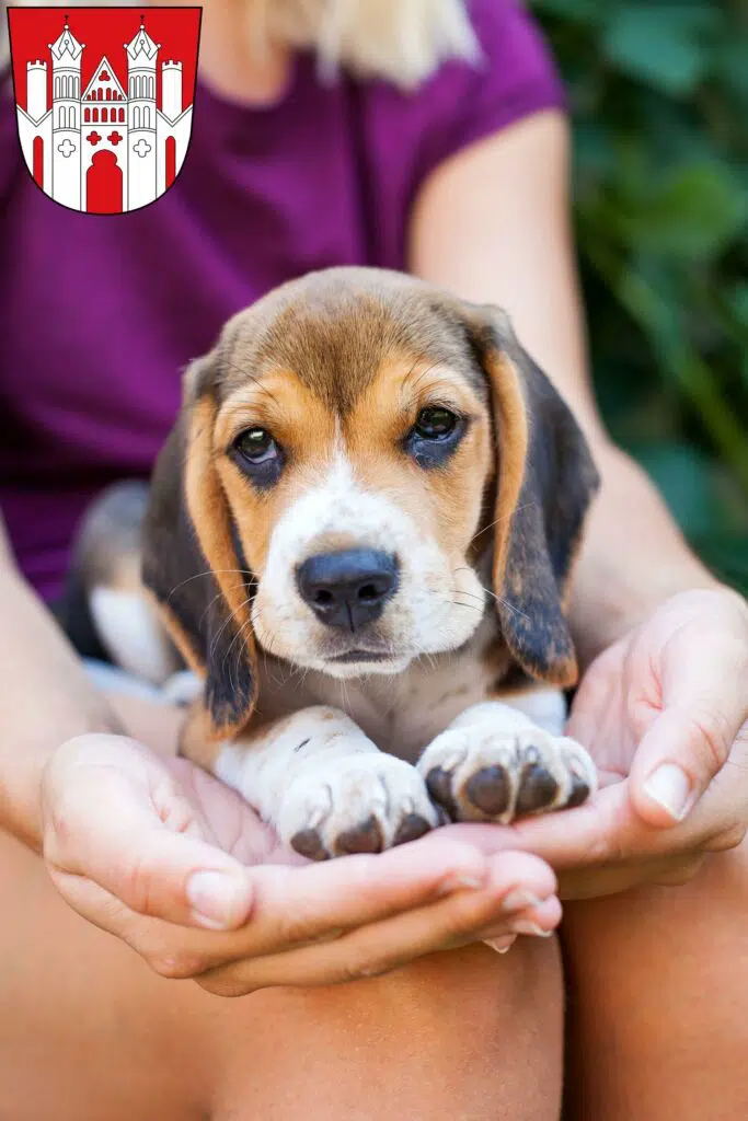 Beagle Züchter mit Welpen Höxter, Nordrhein-Westfalen