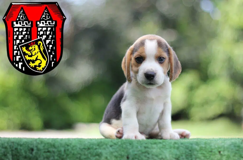 Beagle Züchter mit Welpen Hof (Saale), Bayern