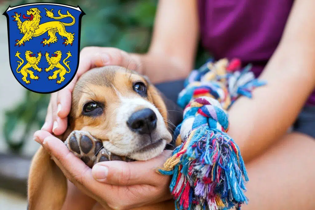 Beagle Züchter mit Welpen Homberg (Efze), Hessen