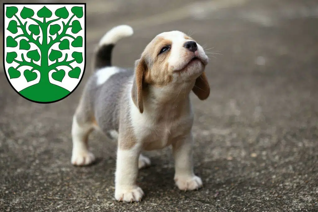 Beagle Züchter mit Welpen Homburg, Saarland