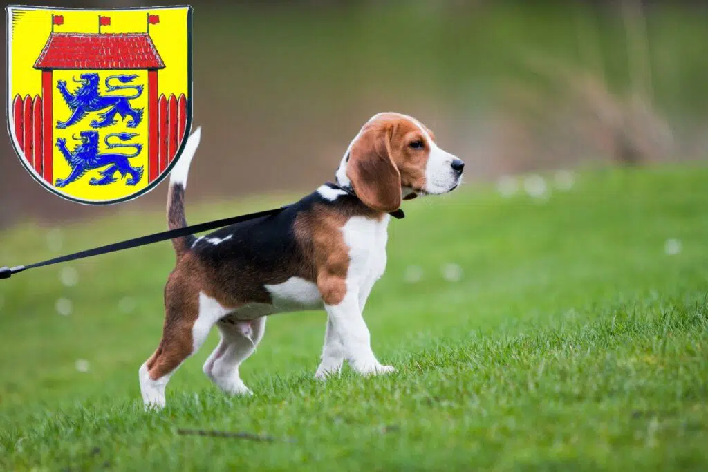 Beagle Züchter mit Welpen Husum, Schleswig-Holstein
