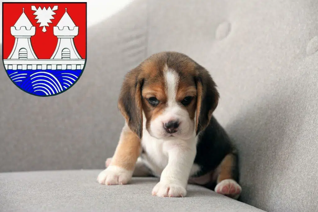 Beagle Züchter mit Welpen Itzehoe, Schleswig-Holstein