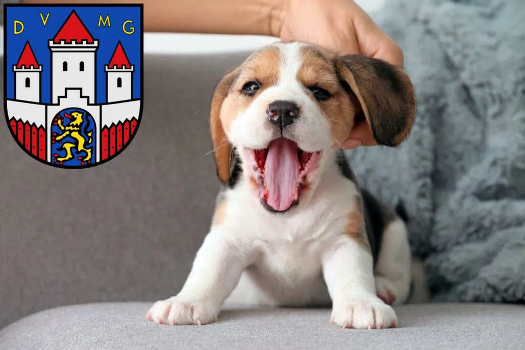 Beagle Züchter mit Welpen Jever, Niedersachsen