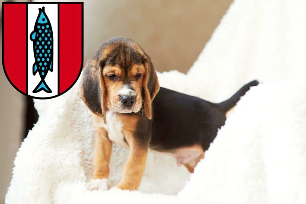 Beagle Züchter mit Welpen Kaiserslautern, Rheinland-Pfalz