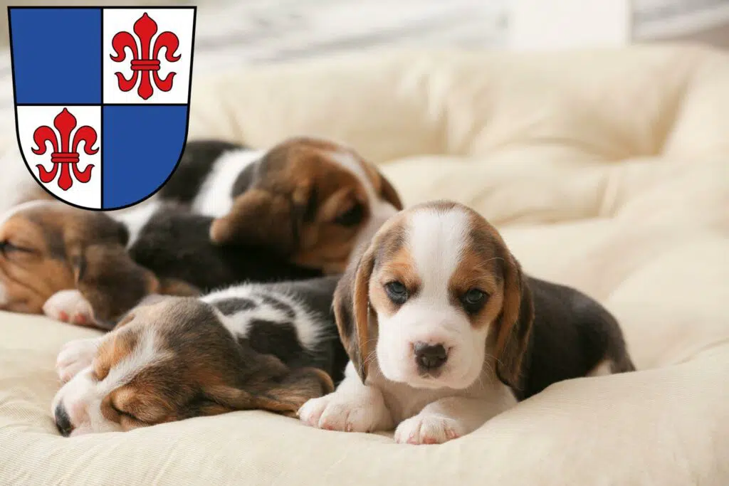 Beagle Züchter mit Welpen Karlstadt, Bayern
