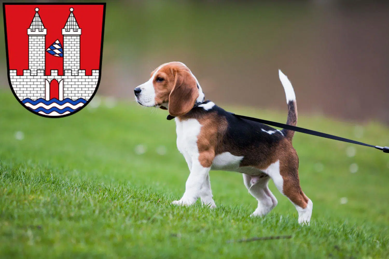 Beagle Züchter mit Welpen Kelheim, Bayern