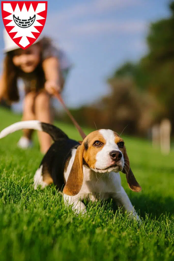 Beagle Züchter mit Welpen Kiel, Schleswig-Holstein