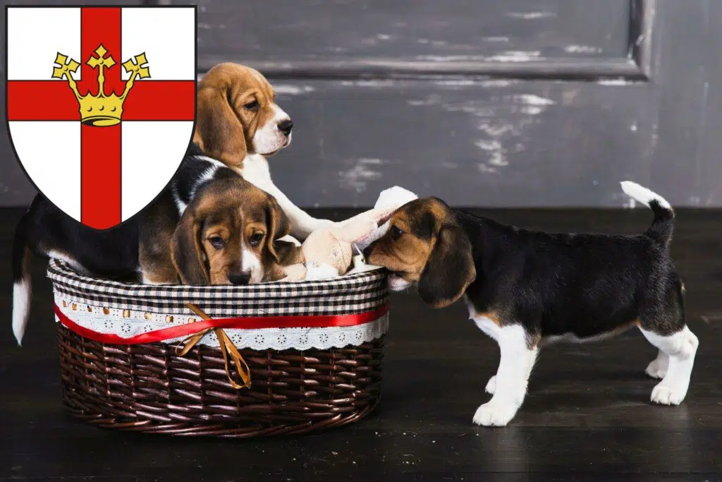 Beagle Züchter mit Welpen Koblenz, Rheinland-Pfalz