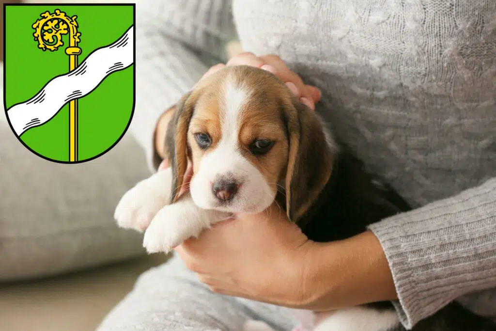 Beagle Züchter mit Welpen Kusel, Rheinland-Pfalz