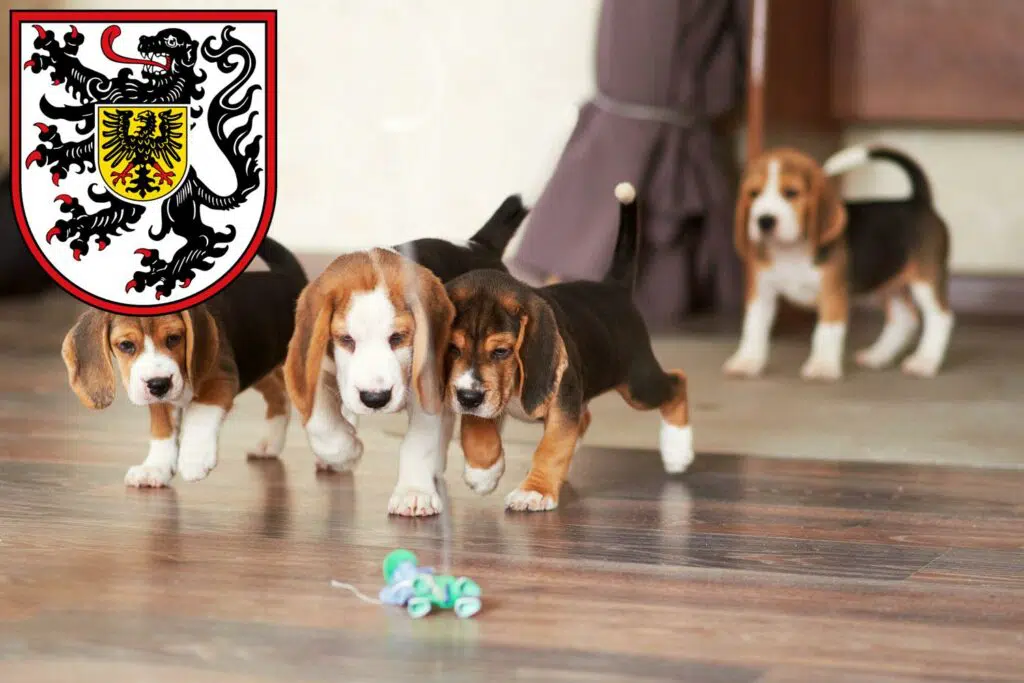 Beagle Züchter mit Welpen Landau in der Pfalz, Rheinland-Pfalz