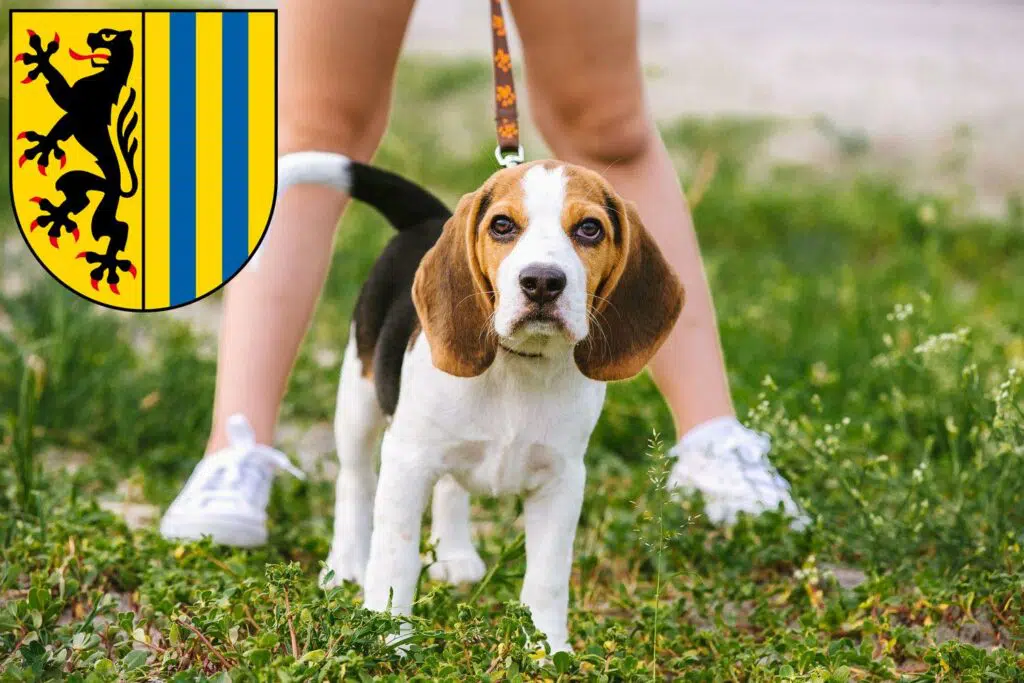 Beagle Züchter mit Welpen Leipzig, Sachsen