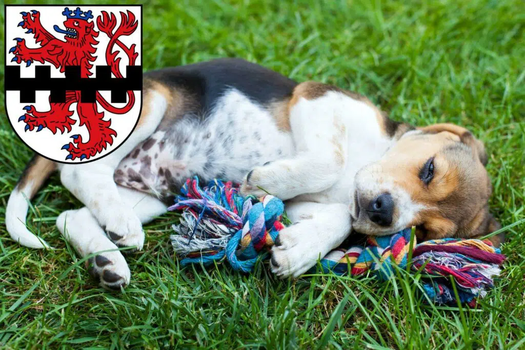 Beagle Züchter mit Welpen Leverkusen, Nordrhein-Westfalen