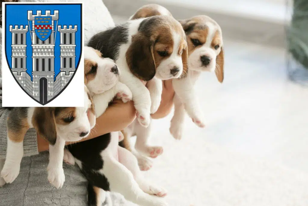 Beagle Züchter mit Welpen Limburg an der Lahn, Hessen