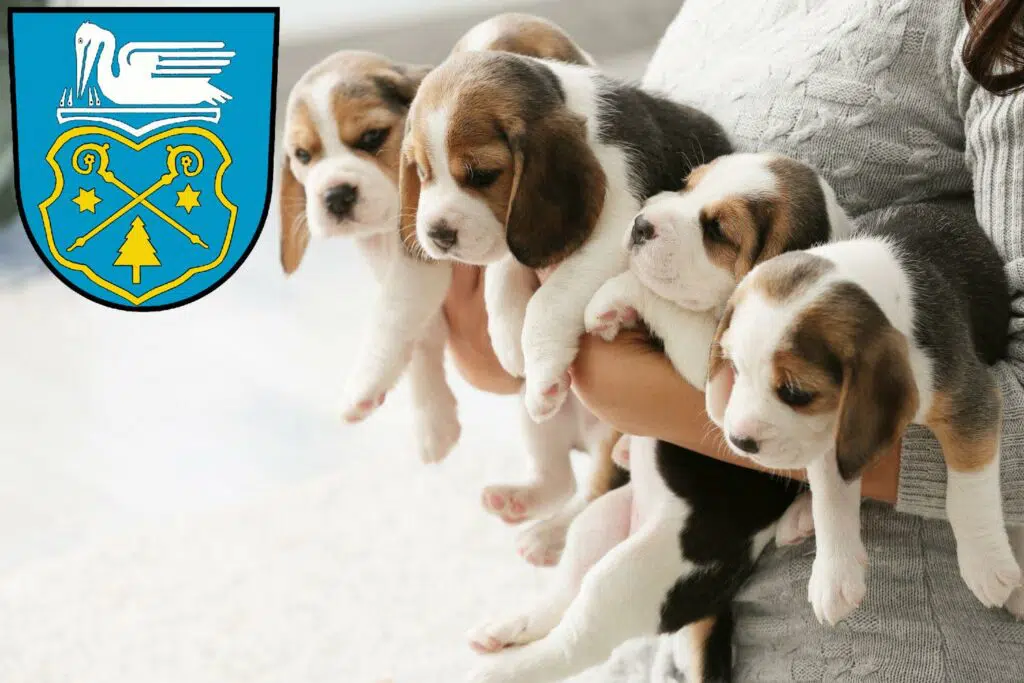 Beagle Züchter mit Welpen Luckenwalde, Brandenburg