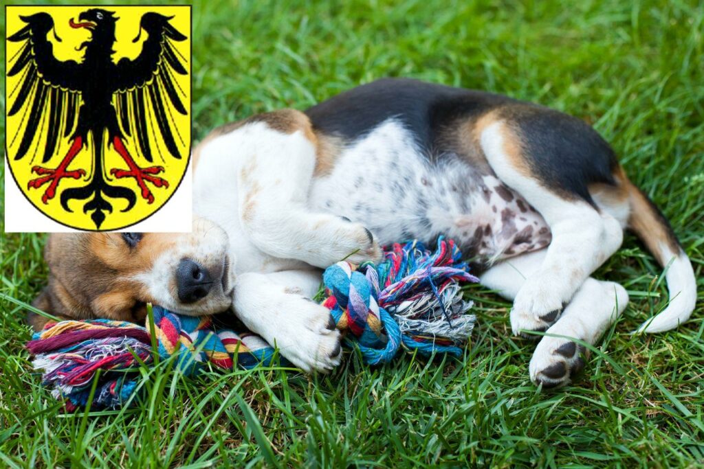 Beagle Züchter mit Welpen Lübben (Spreewald), Brandenburg