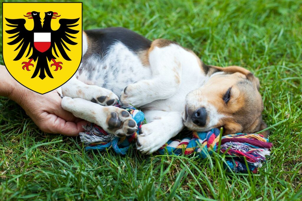 Beagle Züchter mit Welpen Lübeck, Schleswig-Holstein