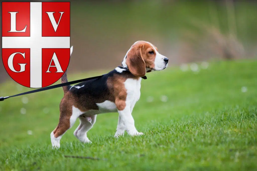 Beagle Züchter mit Welpen Lugano, Schweiz