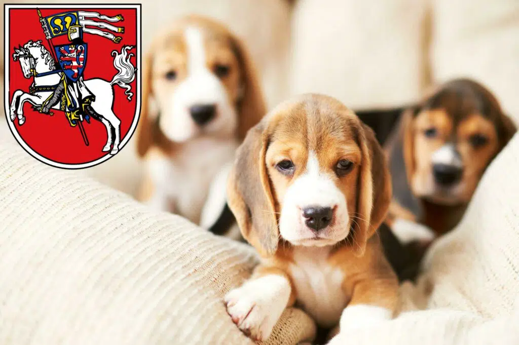 Beagle Züchter mit Welpen Marburg, Hessen