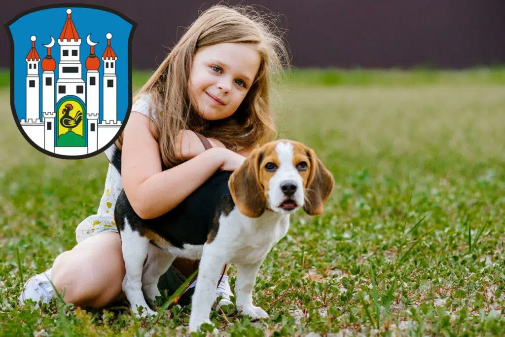 Beagle Züchter mit Welpen Meiningen, Thüringen