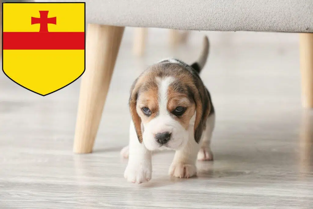 Beagle Züchter mit Welpen Meppen, Niedersachsen