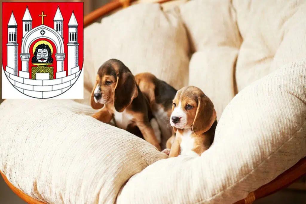 Beagle Züchter mit Welpen Merseburg, Sachsen-Anhalt