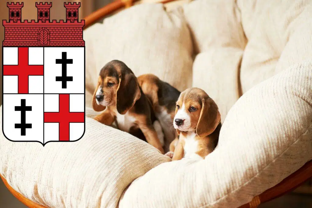 Beagle Züchter mit Welpen Merzig, Saarland