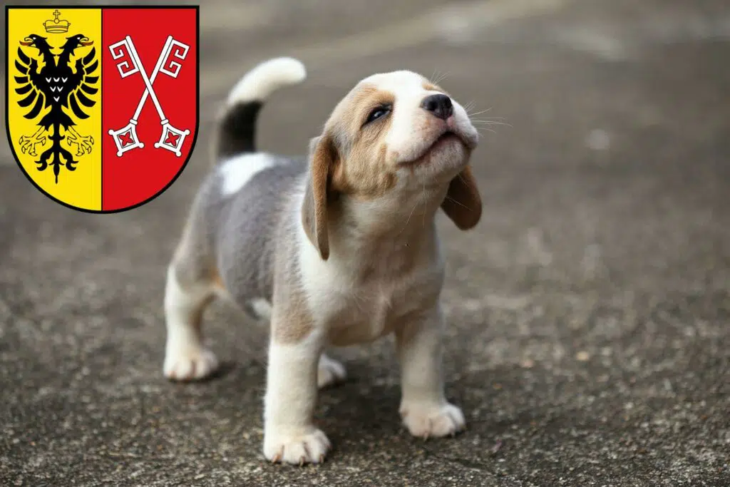 Beagle Züchter mit Welpen Minden, Nordrhein-Westfalen