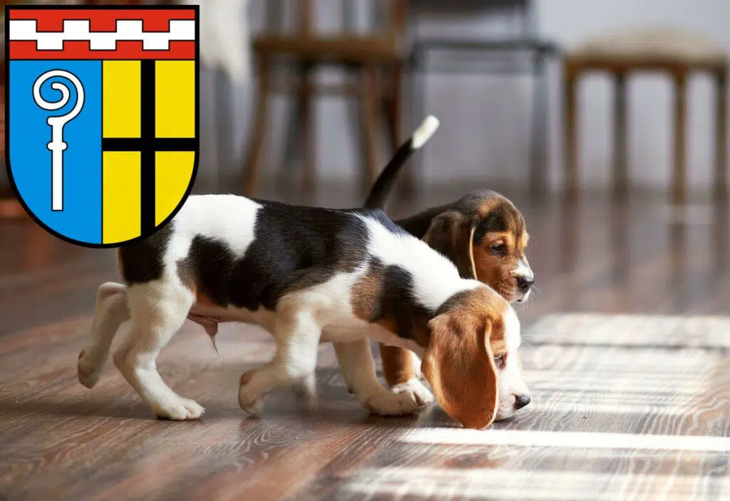 Beagle Züchter mit Welpen Mönchengladbach, Nordrhein-Westfalen