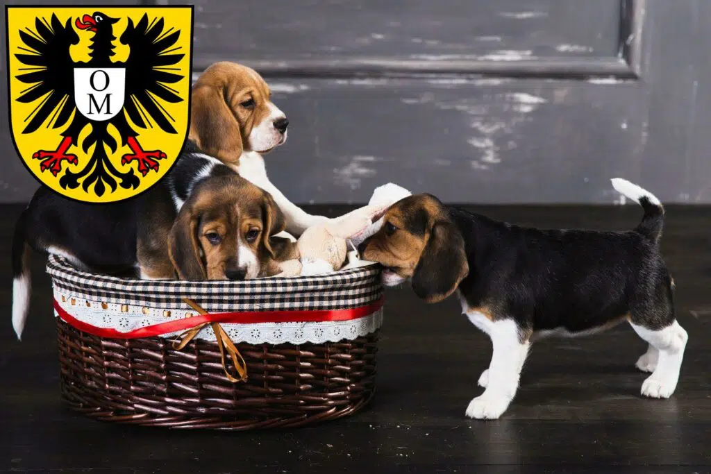 Beagle Züchter mit Welpen Mosbach, Baden-Württemberg