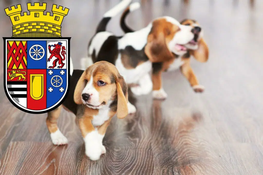 Beagle Züchter mit Welpen Mülheim an der Ruhr, Nordrhein-Westfalen