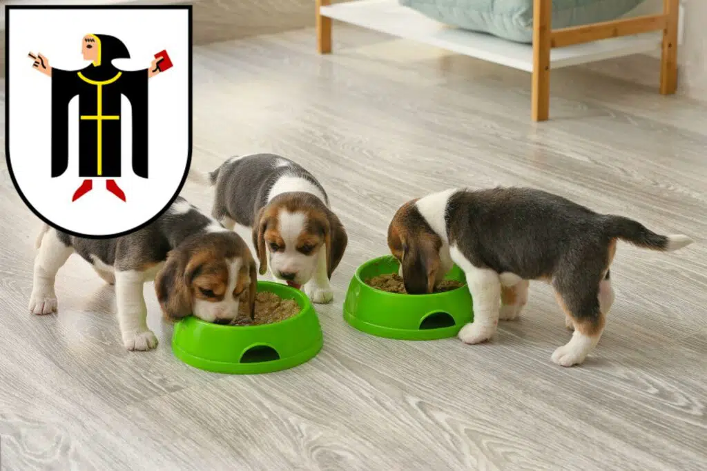 Beagle Züchter mit Welpen München, Bayern