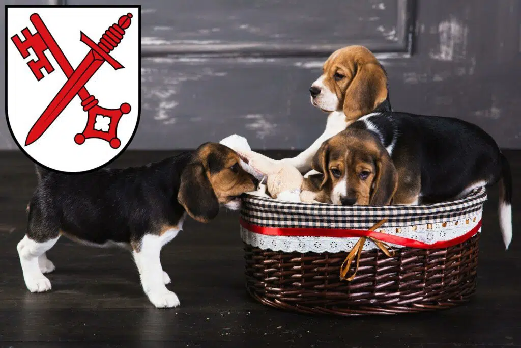 Beagle Züchter mit Welpen Naumburg (Saale), Sachsen-Anhalt