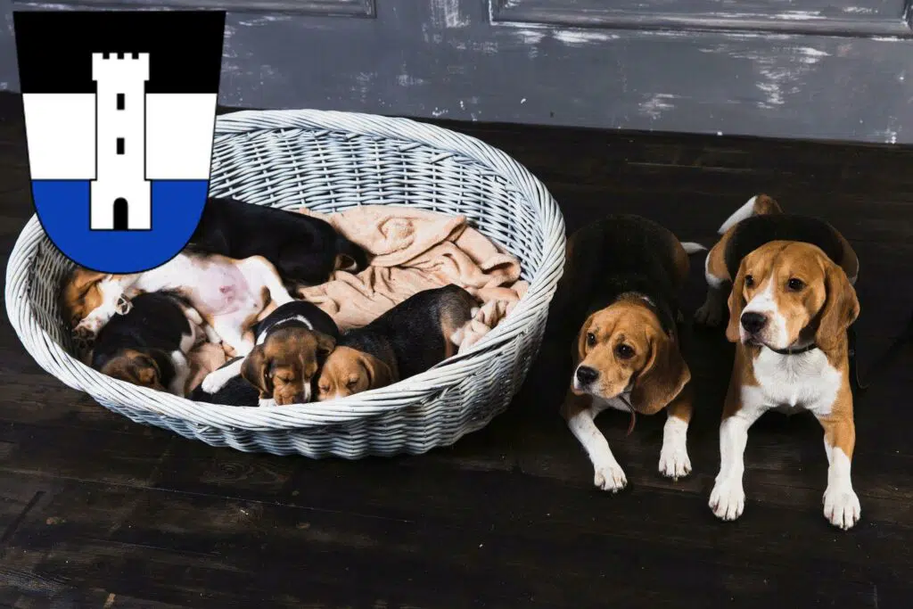 Beagle Züchter mit Welpen Neu-Ulm, Bayern