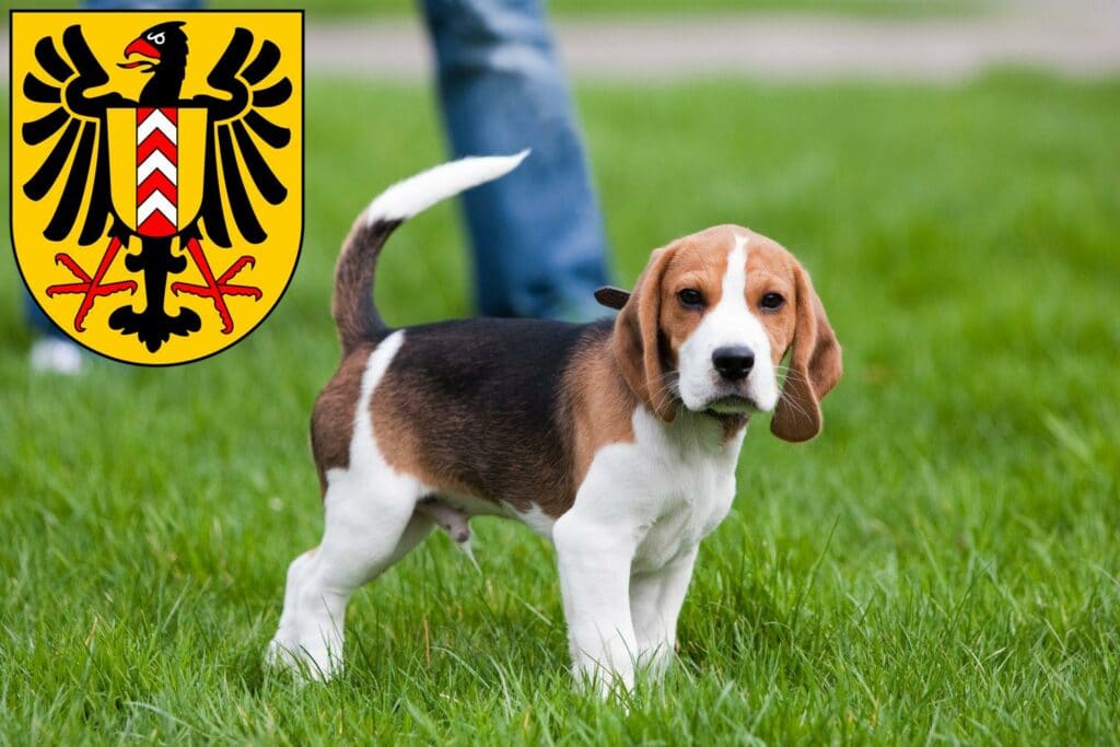 Beagle Züchter mit Welpen Neuenburg, Schweiz