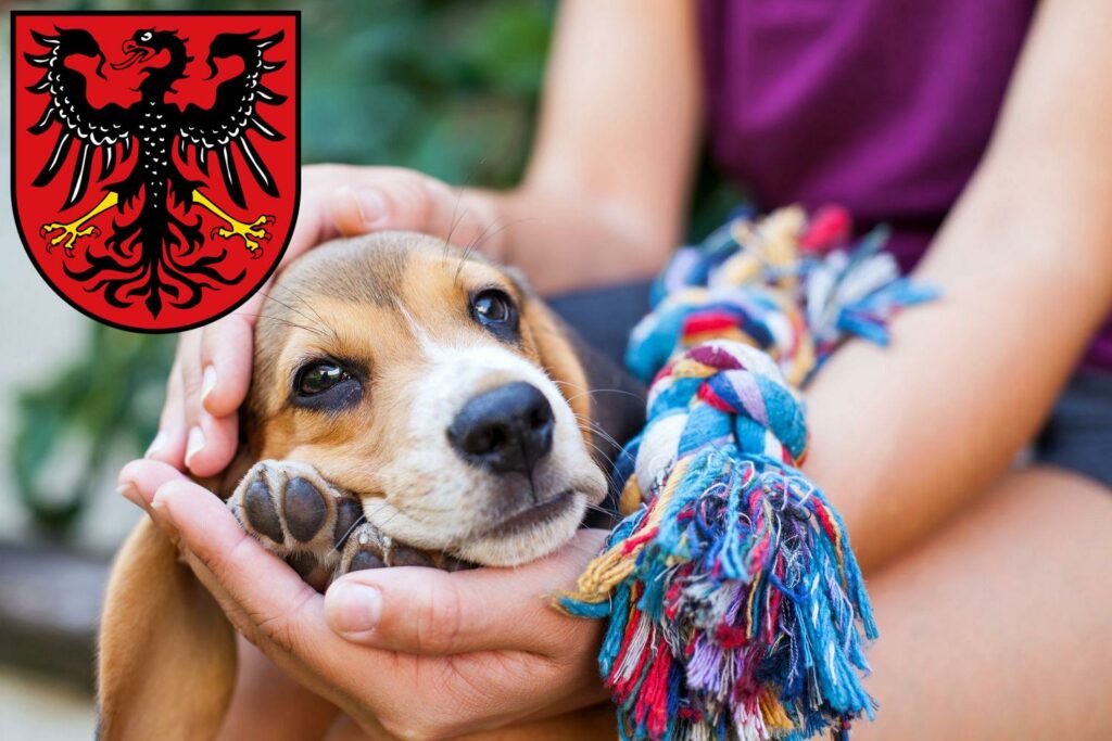 Beagle Züchter mit Welpen Neumarkt in der Oberpfalz, Bayern